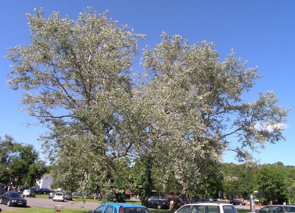 Populus alba – sølvpoppel må brukes med forsiktighet