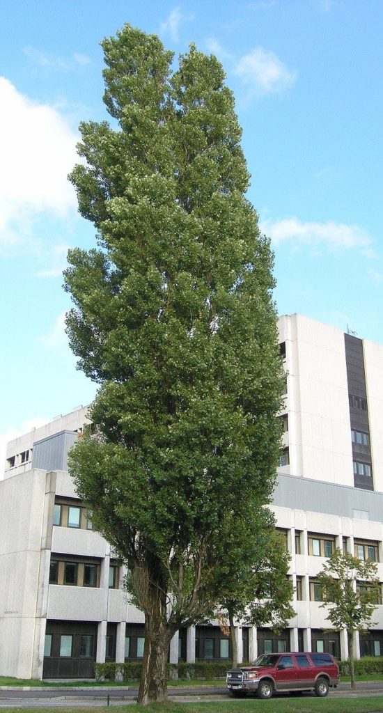 Populus nigra ’Italica’ – feilnavnet svartpoppel med slank krone