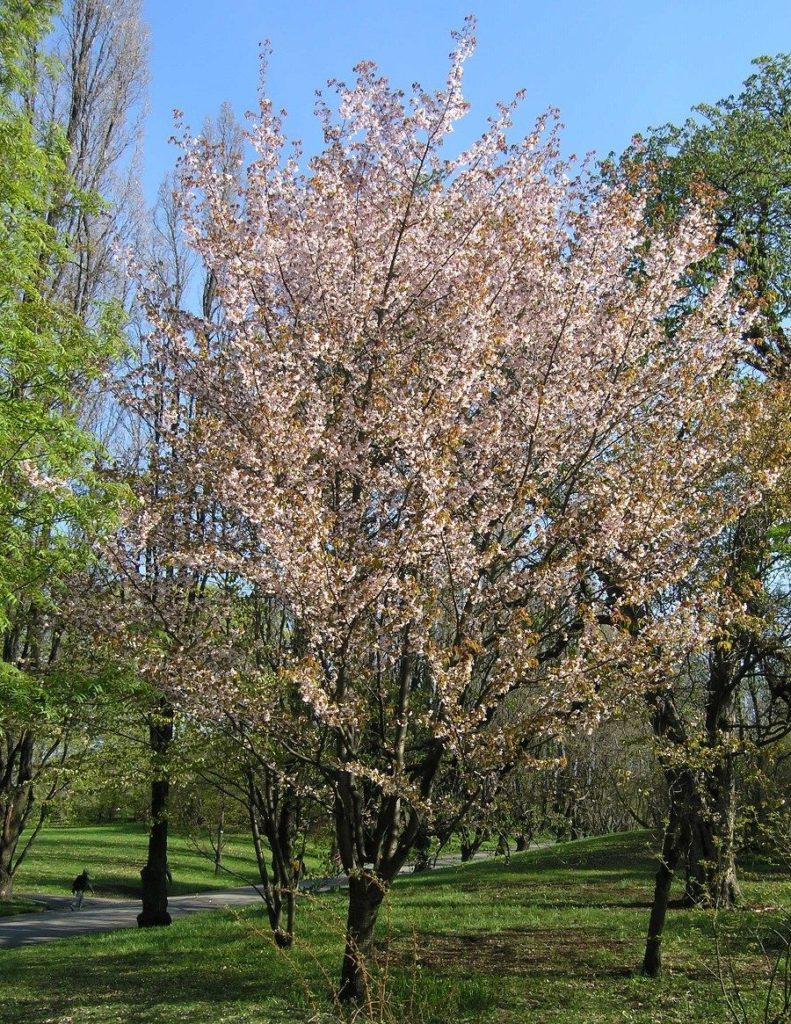 Prunus sargentii – vårens rosa blomstersky fra Øst-Asia