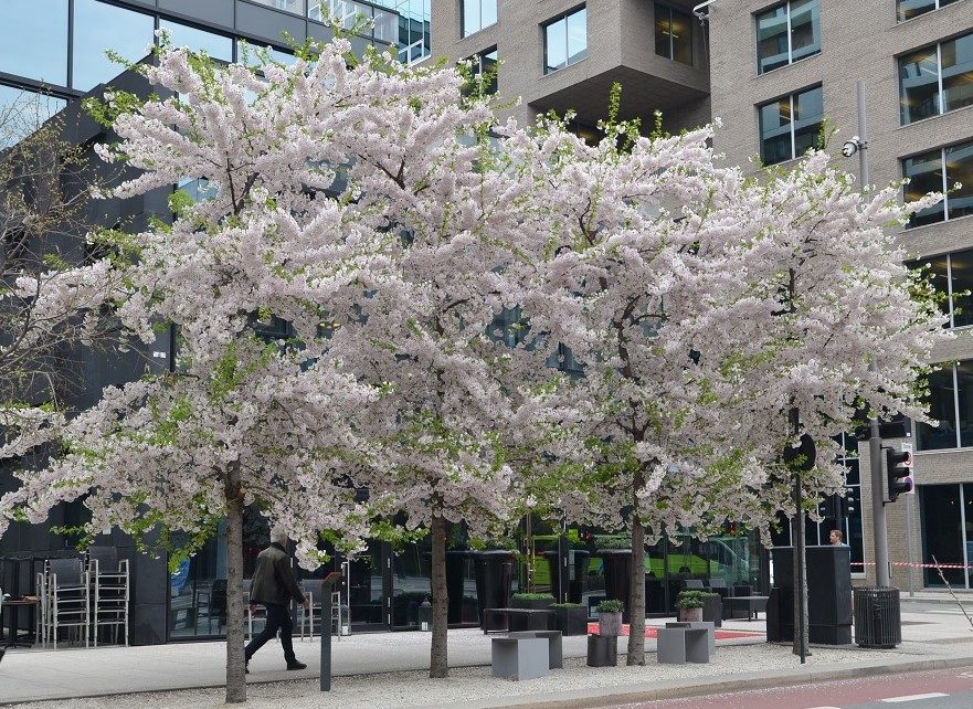 Prunus x yedoënsis – blomsterskyer fra Japan