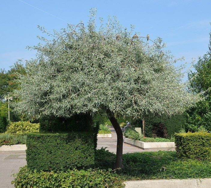 Pyrus salicifolia – et lite tre med sølvgrå blader