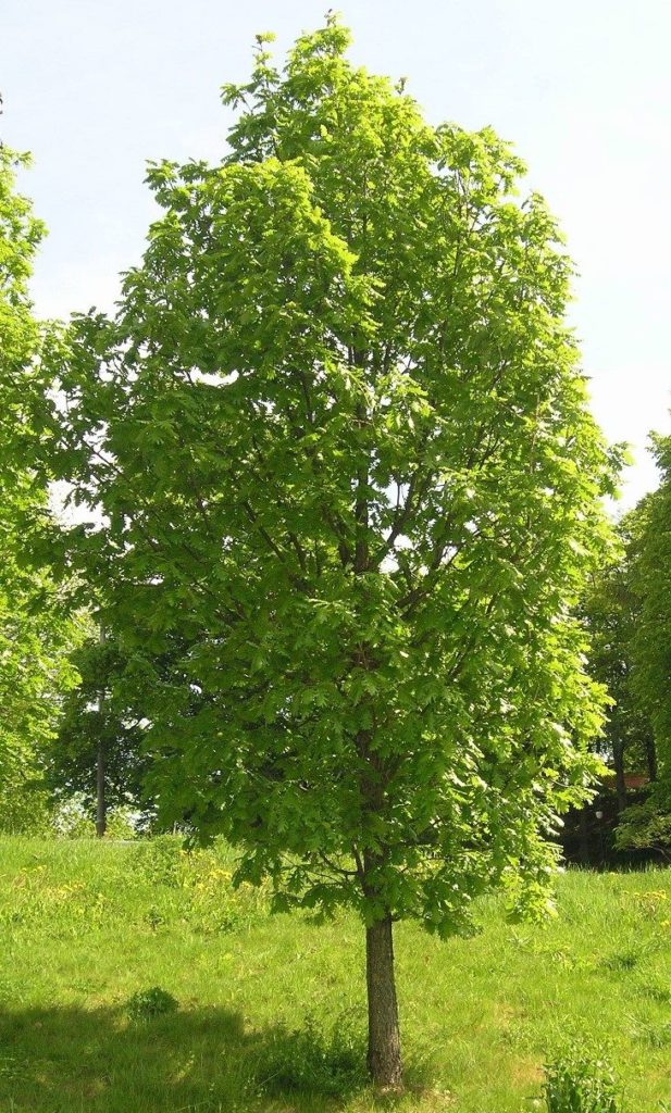 Quercus frainetto – et lovende parktre