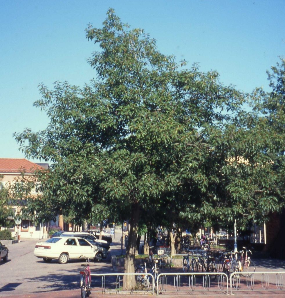 Quercus palustris – en eikeart som kan tåle stor jordfuktighet
