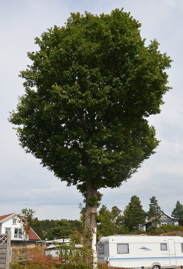 Quercus petraea – sommereikas litt anonyme fetter