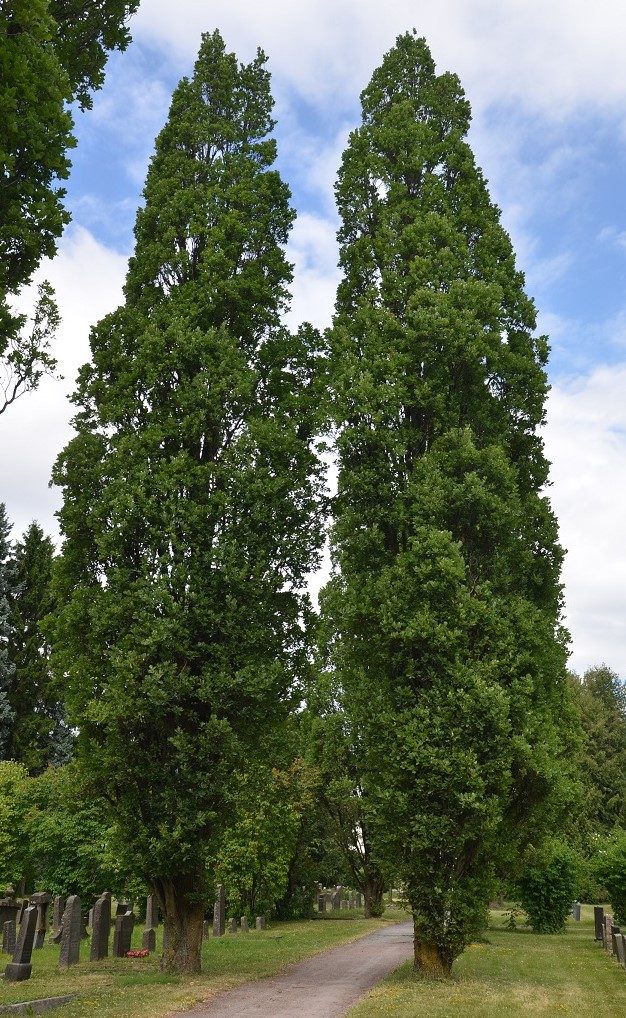 Quercus robur f. fastigiata – sommereik med slank krone