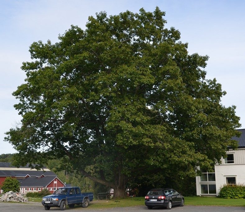 Quercus rubra – rasktvoksende eik fra Nord-Amerika