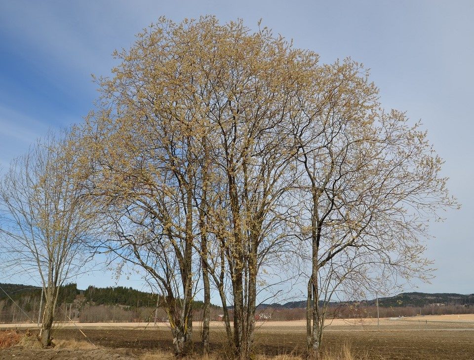 Salix daphnoides – store gåsunger ønsker våren velkommen