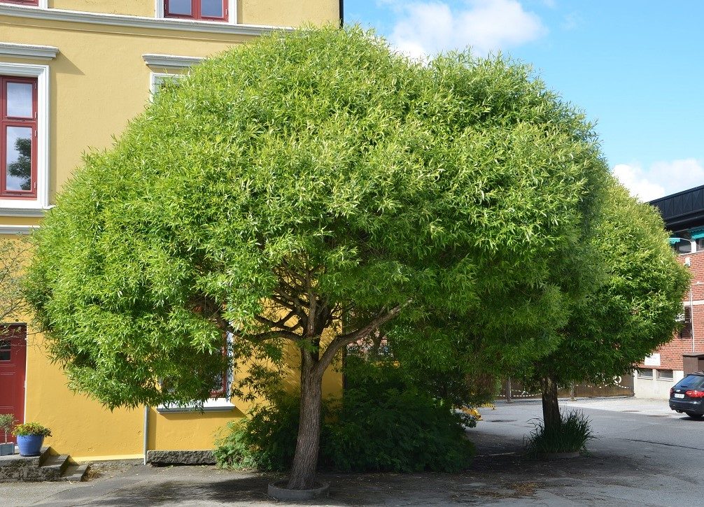 Salix euxina ’Bullata’ – karelsk skjørpil med kuleformet krone