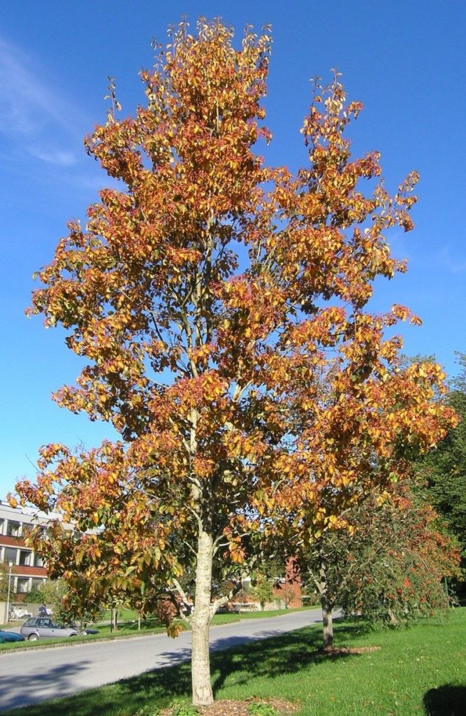 Sorbus alnifolia – en lovende asal-art fra Øst-Asia
