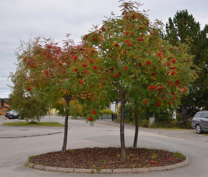 Sorbus decora – et amerikansk søskenbarn til norsk rogn