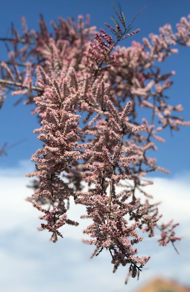Tamarix – en sky av rosa blomster i mai eller august