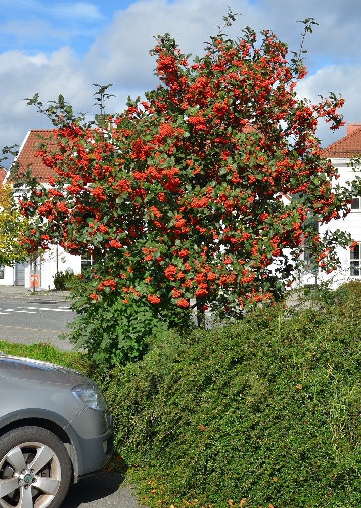 Sorbus hybrida – vakre, små trær fra norsk natur