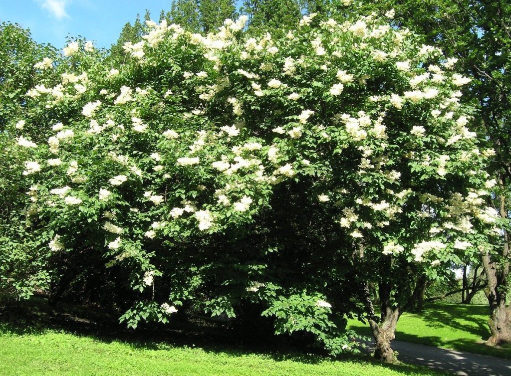 Syringa reticulata – en stammedannende syrin med blomstring om sommeren