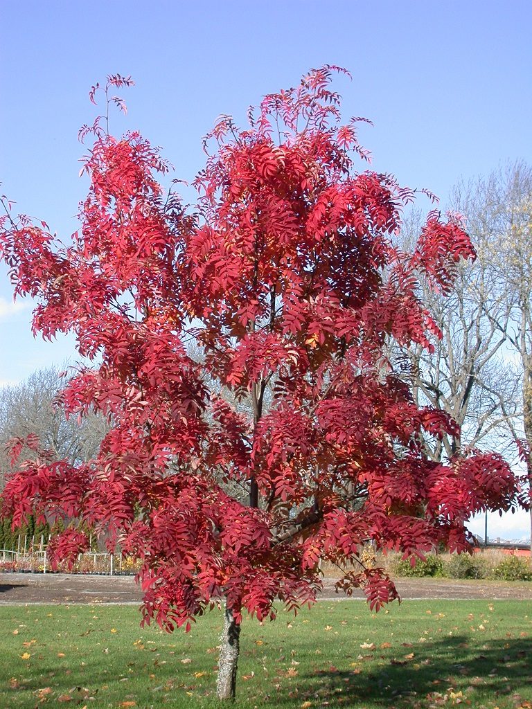 Sorbus commixta – små østasiatiske trær med sterke høstfarger