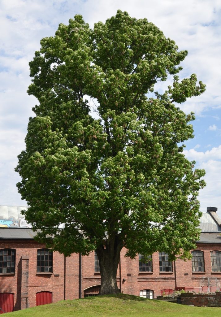 Fraxinus excelsior – det kongelige treet