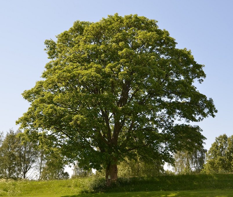 Acer pseudoplatanus – robust lønn med stor spredningsevne