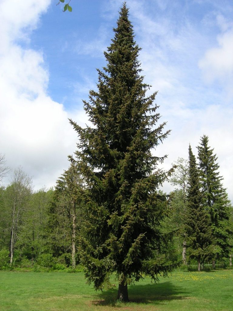 Picea abies – viktig skogstre og tradisjonsrik klipt hekk