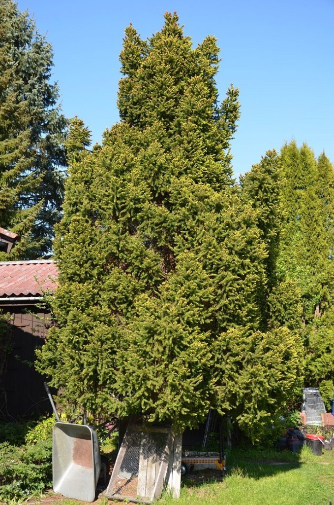 Picea abies 'Ohlendorffii' – gran med kompakt vekst og kjegleformet krone