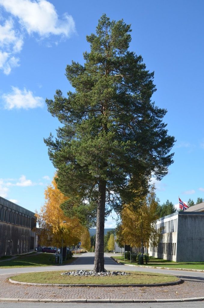Pinus sylvestris – viltvoksende trær med stort potensial