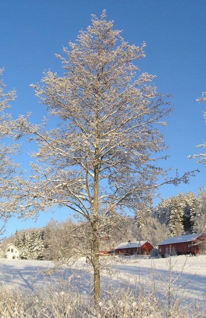 Alnus glutinosa – trær som trives på fuktige steder