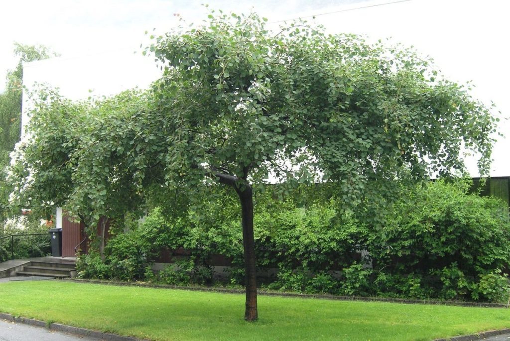 Populus tremula ‘Pendula’ – lite ospetre med hengende greiner