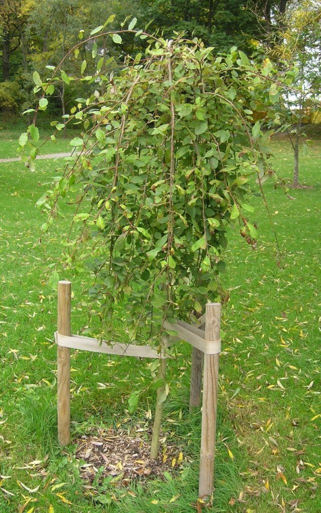 Salix caprea 'Kilmarnock' – selje med hengegreiner
