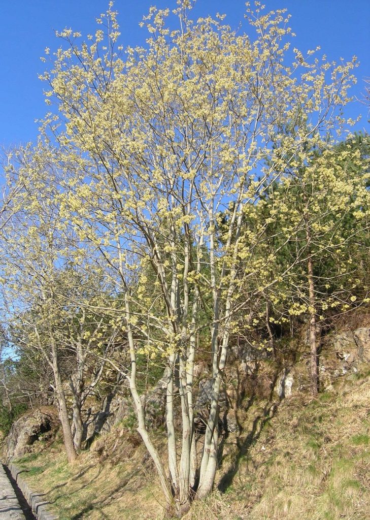 Salix caprea – en variabel art hentet fra naturen