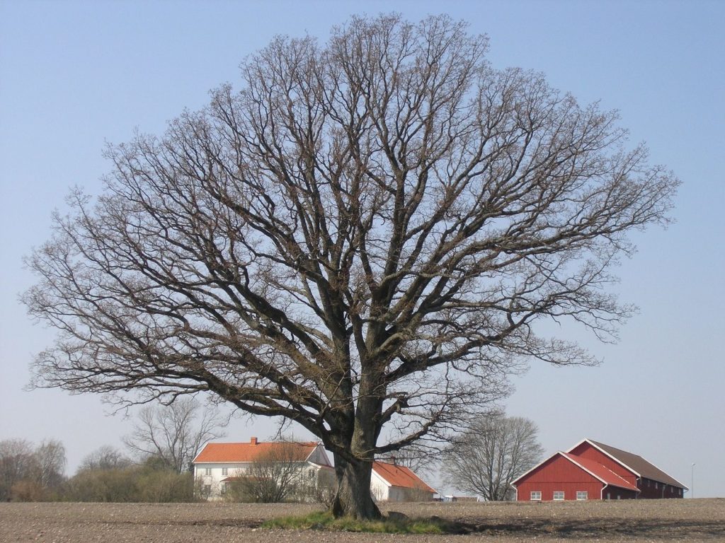 Quercus robur – trær som preger østnorske kulturlandskap