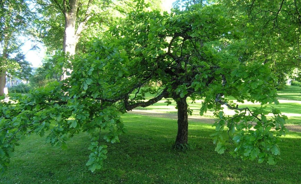 Quercus robur ‘Pendula’ – sommereik med hengende greiner