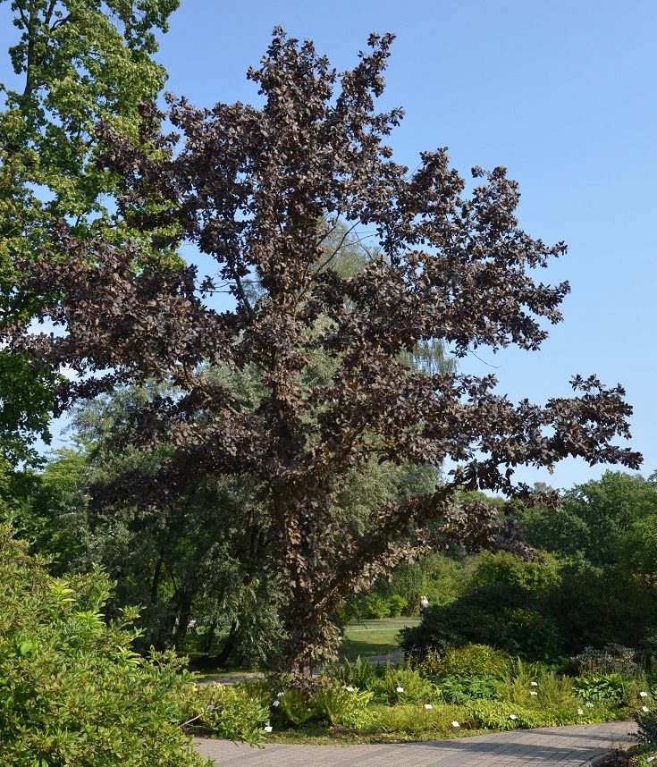 Quercus robur ‘Timuki’ – latvisk sommereik med røde blader