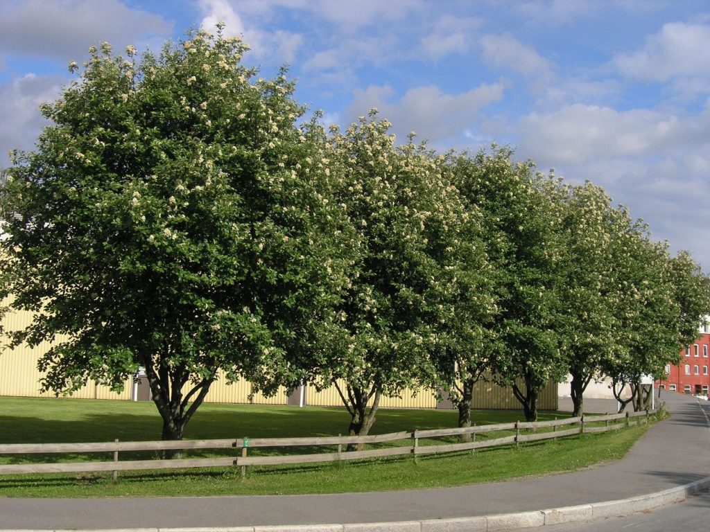 Sorbus intermedia – et ensartet gate- og parktre
