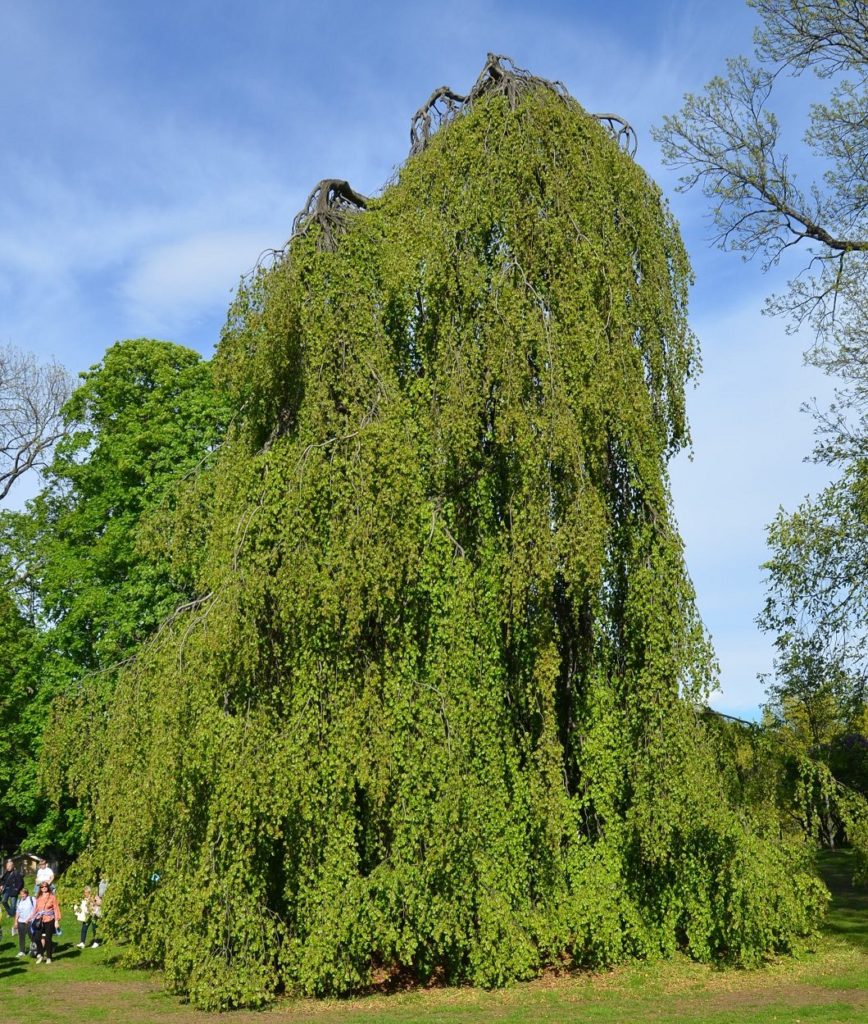 Fagus sylvatica f. pendula – store bøketrær med hengende greiner