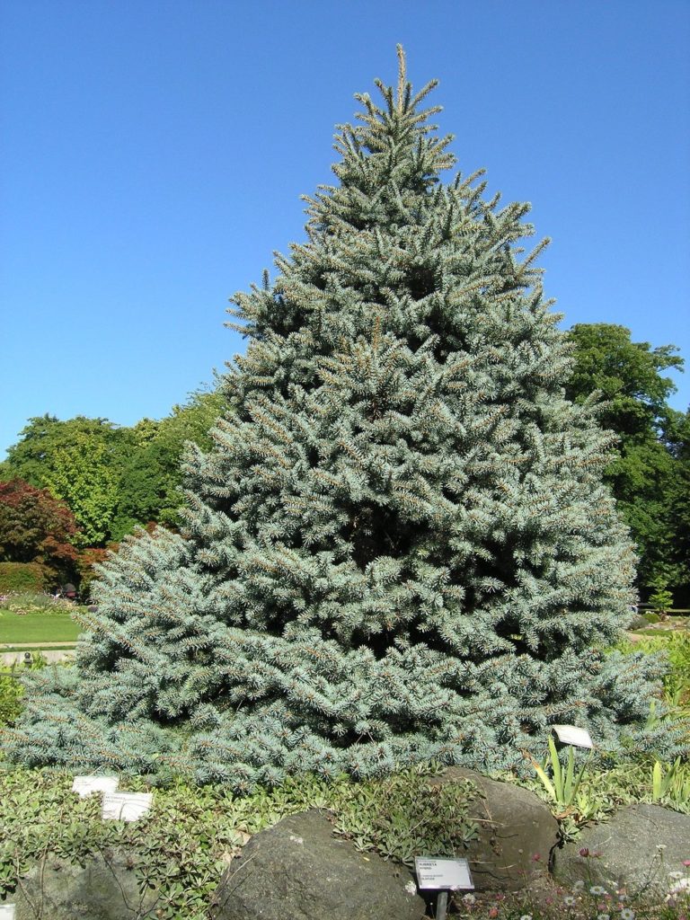 Picea pungens ‘Glauca Globosa’ – en tettvokst blågran med kjeglefasong