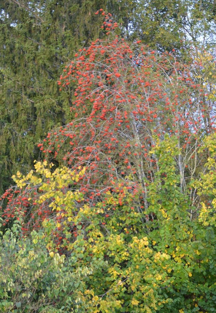Sorbus aucuparia – med tung bør hvert annet år