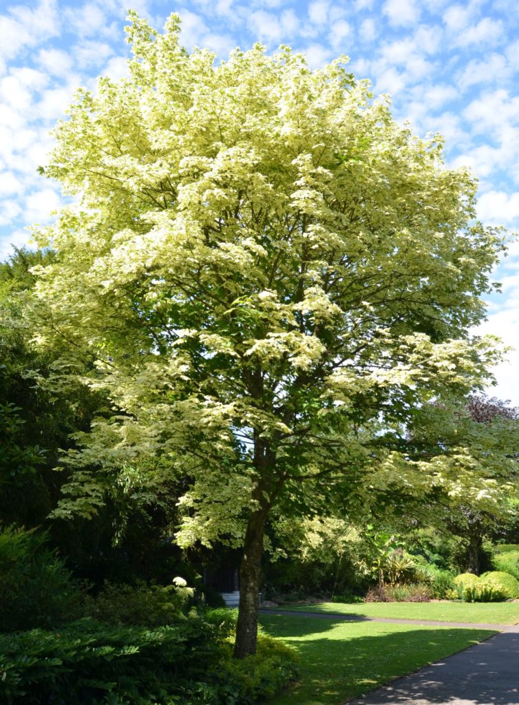 Acer platanoides ‘Drummondii’ – spisslønn med hvitbrokete blader
