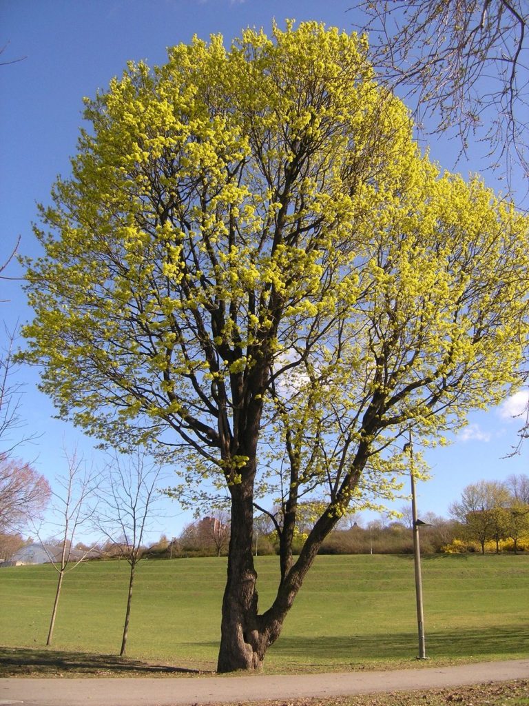 Acer platanoides – fra løvskogen til gater, tun og parker