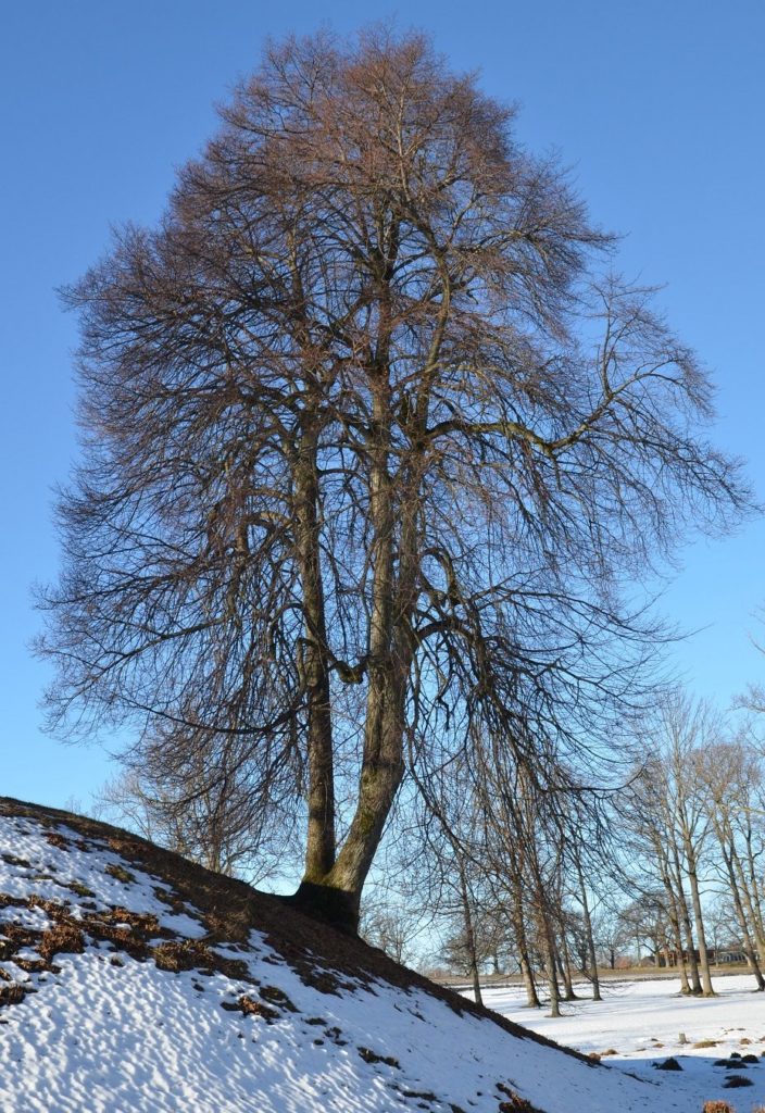 Tilia cordata – spontan i edelløvskog og populær i bymiljø