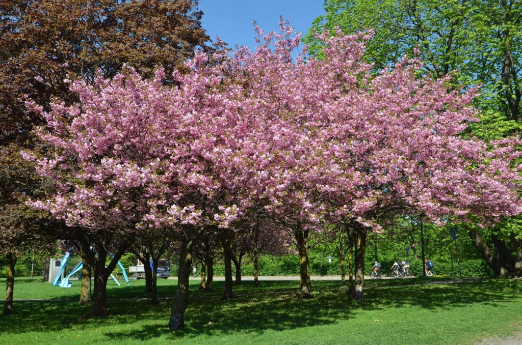 Prunus serrulata ‘Kanzan’ – rosa blikkfang om våren