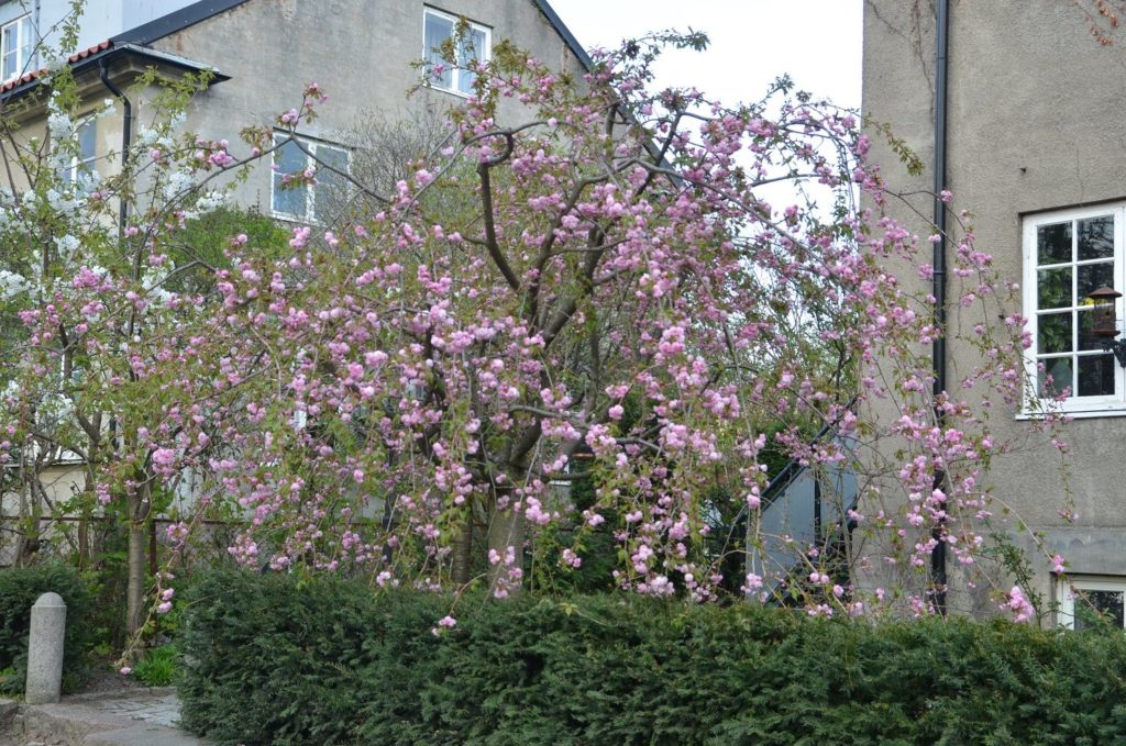 Prunus serrulata ‘Kiku-shidare-zakura’ – rosa blomster på hengende greiner