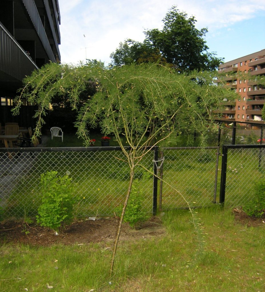 Caragana arborescens ‘Lorbergii’ – sibirertebusk med grasiøst utseende
