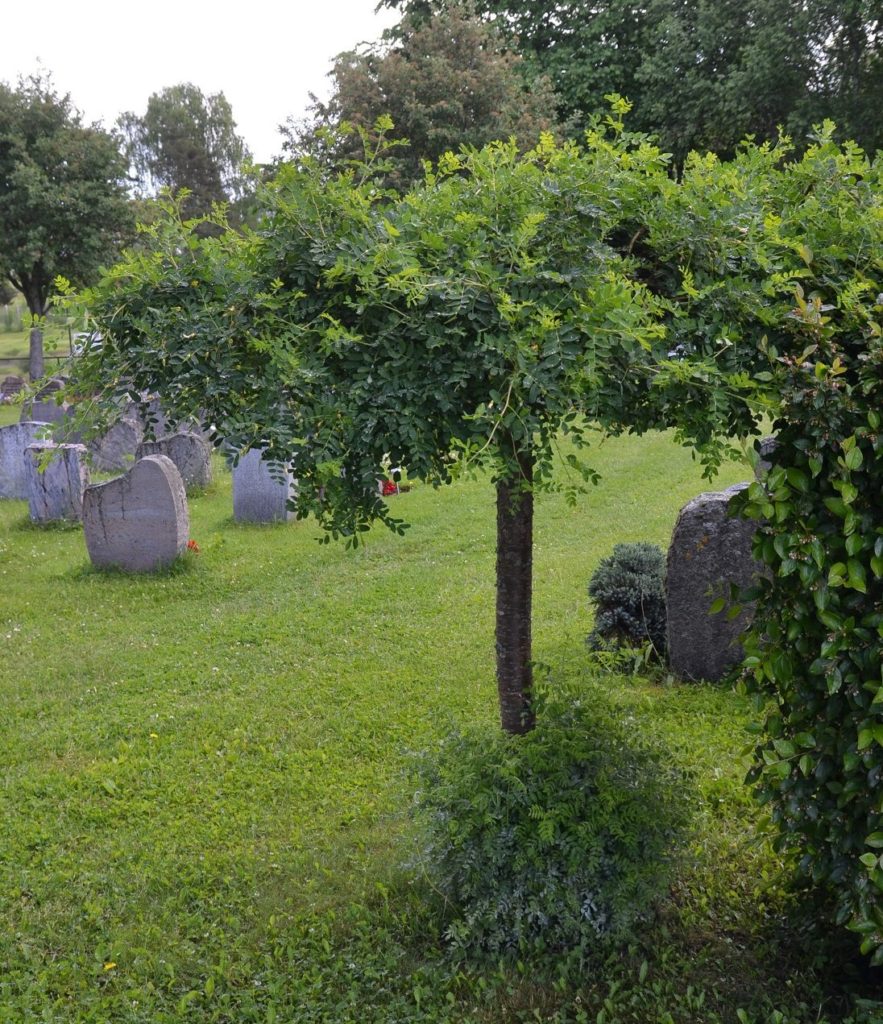 Caragana arborescens ‘Pendula’ – sibirertebusk med hengende greiner