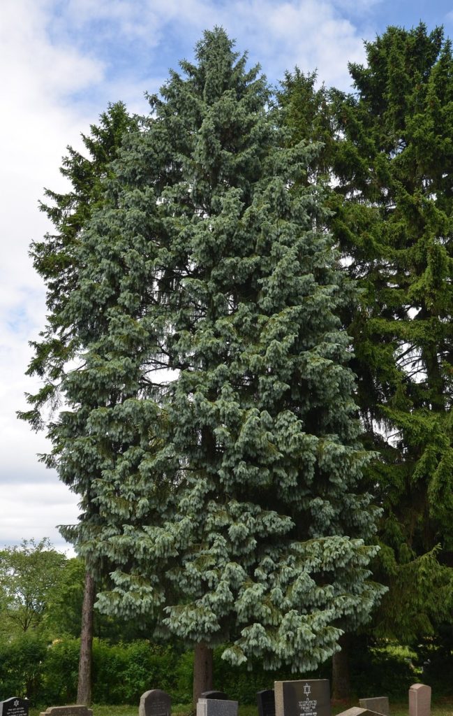 Picea engelmannii – en blålig gran med opphav i amerikanske fjell