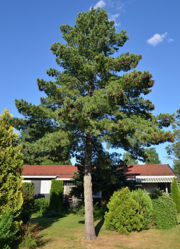 Pinus peuce – silkefuru fra Balkan