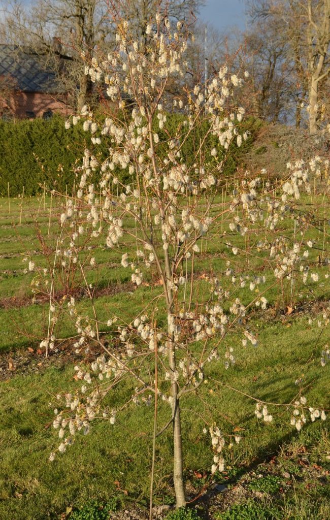 Salix pentandra – trær med «bomullsdotter» på seinhøsten