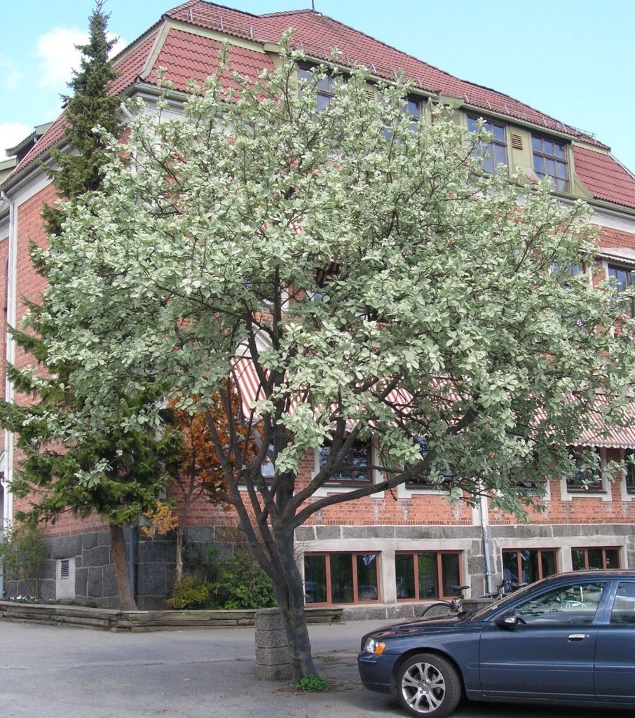 Sorbus aria – asal med lyst bladverk om våren