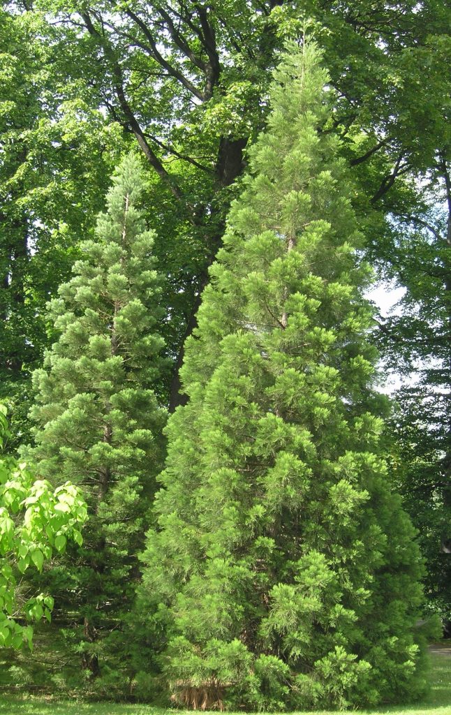 Sequoiadendron giganteum – kjempetrær fra Californias fjell