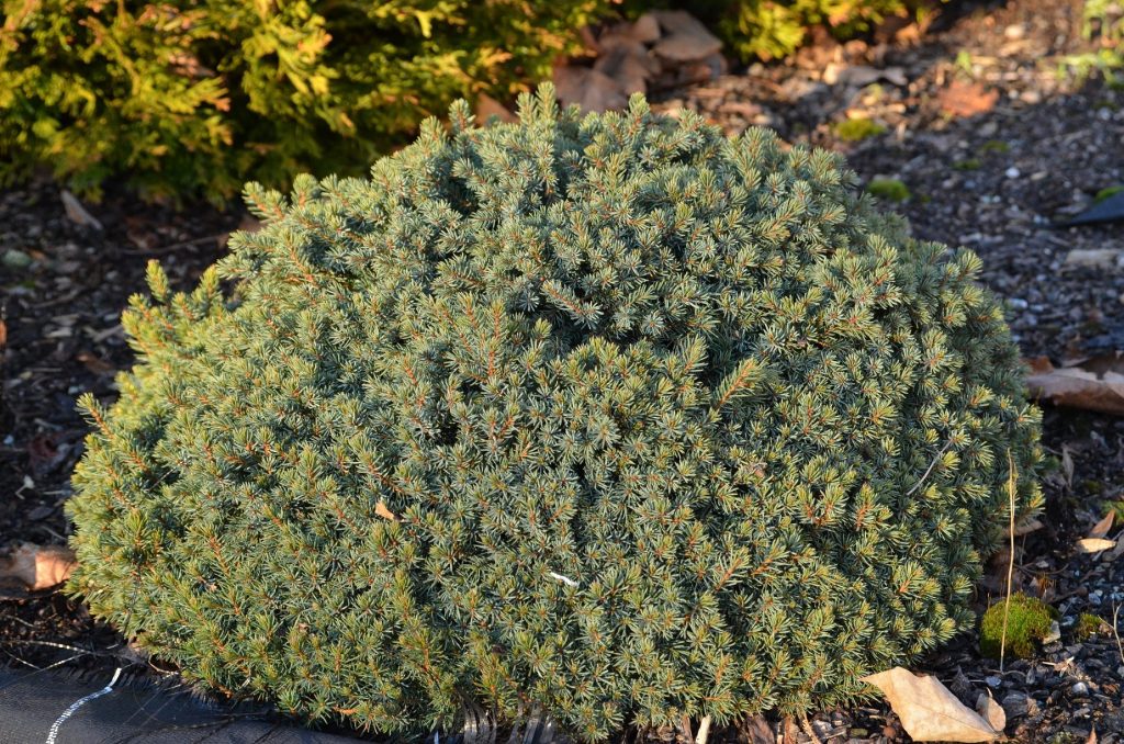Picea glauca ‘Echiniformis’ – med form som et pinnsvin