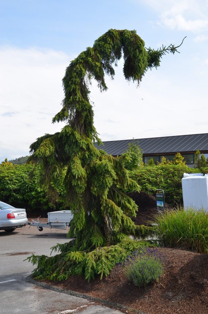 Picea omorika ‘Pendula’ – serbergran med slank vekst og trolsk utseende