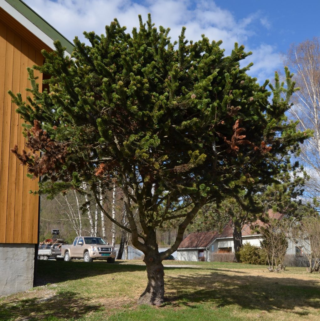 Pinus aristata – urgammmel furu fra Rocky Mountains