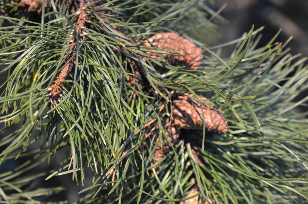Pinus contorta – med kongler som åpner seg etter skogbrann
